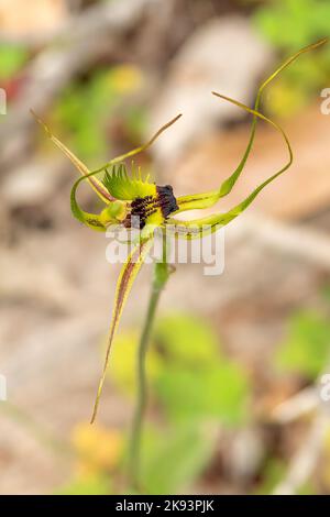 Caladenia attingens subsp attingens, Orchid de Mantis de forêt Banque D'Images