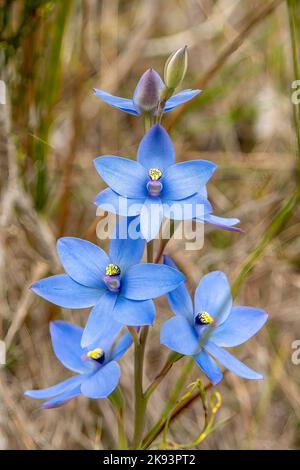 Thelymitra crinita, orchidée bleu Banque D'Images