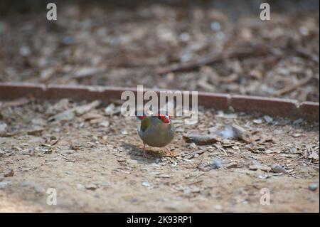 Il n'est pas souvent que vous voyez un Finch brun rouge (Neochmia temporalis) seul - ils voyagent habituellement dans de petites troupeaux.les autres n'auraient pas été loin. Banque D'Images