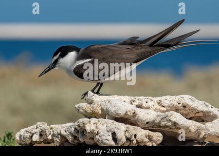 Sterne à bridé, Onychopirion anaethetus à Beacon Island, Houtman Abrolhos Islands, WA, Australie Banque D'Images