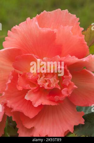 Begonia 'sba', Begonia tuberhybrida Banque D'Images