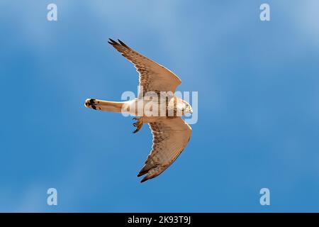 Nankeen Kestrel, Falco centroides, à Cape Peron, Australie occidentale Banque D'Images