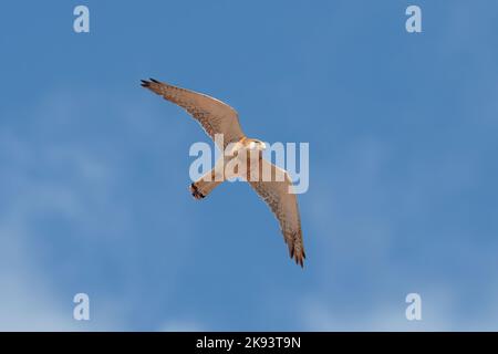 Nankeen Kestrel, Falco centroides, à Cape Peron, Australie occidentale Banque D'Images
