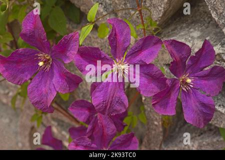 Clematis 'Dorothy Walton' Banque D'Images