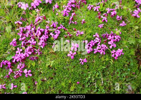 fleur de montagne silene schafta Banque D'Images