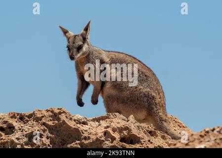 Rock Wallaby à flanc noir, Petrogale lateralis lateralis à Yardie Creek, WA, Australie Banque D'Images