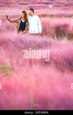 SUZHOU, CHINE - 23 OCTOBRE 2022 - les touristes visitent le mouhlygrass rose en fleurs à Suzhou, province du Jiangsu, Chine, 23 octobre 2022. Banque D'Images