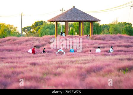 SUZHOU, CHINE - 23 OCTOBRE 2022 - les touristes visitent le mouhlygrass rose en fleurs à Suzhou, province du Jiangsu, Chine, 23 octobre 2022. Banque D'Images