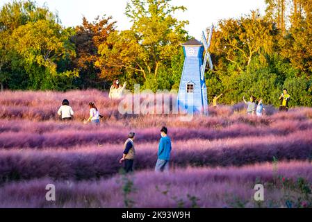 SUZHOU, CHINE - 23 OCTOBRE 2022 - les touristes visitent le mouhlygrass rose en fleurs à Suzhou, province du Jiangsu, Chine, 23 octobre 2022. Banque D'Images