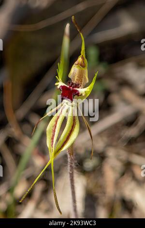 Caladenia parva, Orchide araignée à l'encluse brune Banque D'Images