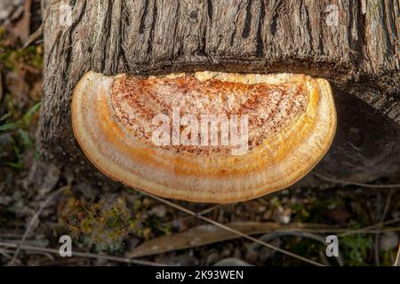 Pycnoporus coccineus, Scarlet Bracket champignon Banque D'Images