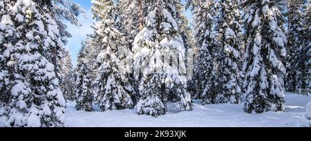 Paysage d'hiver avec des arbres couverts de neige. Banque D'Images