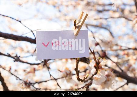 Le mot virus en anglais écrit en rouge sur une feuille blanche pèse sur un abricot au printemps en Ukraine pendant la pandémie Banque D'Images