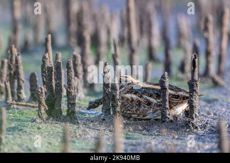 Jack Snipe Lymnocryptes minimus se cachant dans un ancien lit de roseau pour éviter la détection, North Norfolk, Royaume-Uni Banque D'Images