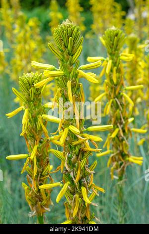 Asphodeline lutea, lance du roi, tige de Jacob, asphodel jaune, fleur des morts. Épis jaunes de fleurs Banque D'Images