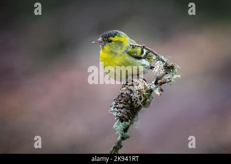 un siskin mâle est perché sur le sommet d'une branche. Le fond est naturel et propre et il n'y a pas de personnes Banque D'Images