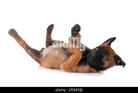 Chiot berger belge in front of white background Banque D'Images