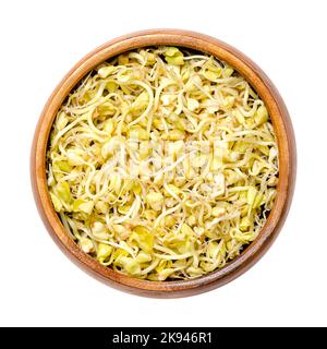Pousses de sarrasin fraîches dans un bol en bois. Des graines de sarrasin commun décortiqués, Fagopyrum esculentum, avec des cotylédons et de petites racines. Banque D'Images