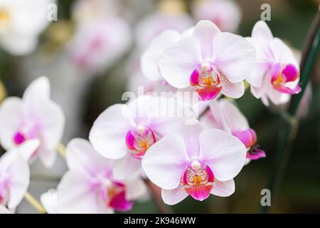 Belle fleur d'orchidée floraison à la saison des pluies. Phalaenopsis Orchidaceae. Banque D'Images