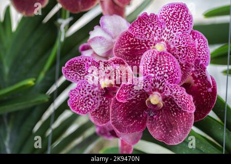 Belle fleur d'orchidée floraison à la saison des pluies. Vanda Orchidaceae. Banque D'Images