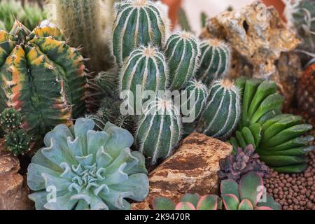 Arrangement de succulents, de succulents cactus dans un planteur. Banque D'Images