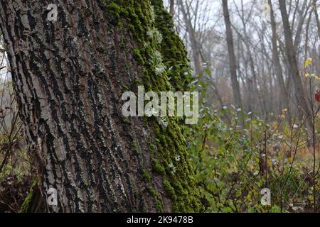 Evernia prunastri sur l'arbre couvert de mousse, forêt d'automne Banque D'Images