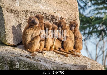 Groupe de macaques japonais assis près les uns des autres sur un rocher au jardin zoologique Wilhelma, Stuttgart, Allemagne Banque D'Images