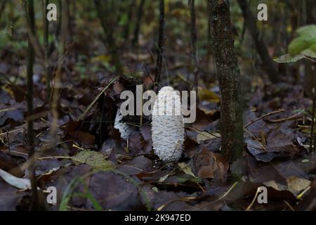 Coprinus comatus ou champignon à l'encre déchiquetée dans la forêt d'automne Banque D'Images