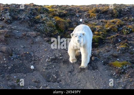 Ours polaire (Ursus maritimus) photographié au Spitsbergen, en Norvège, en août Banque D'Images