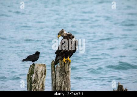 Pygargue à tête blanche juvénile (Haliaeetus leucocephalus) à Kenai Peninsula Borough, Alaska Banque D'Images