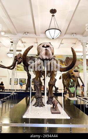 NEW YORK - JUILLET 8 : le Musée américain d'histoire nationale de Newe York possède une grande collection de squelettes de dinosaures et de paléhistoriques également humains ex Banque D'Images