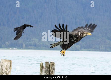 Pygargue à tête blanche juvénile (Haliaeetus leucocephalus) à Kenai Peninsula Borough, Alaska Banque D'Images