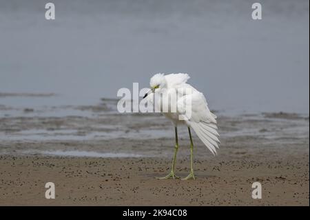 Un petit héron juvénile sur une rive sablonneuse d'eau Banque D'Images