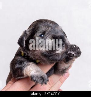 Un petit chiot nouveau-né sur la main du propriétaire. Portrait d'un petit chiot agitant sa patte BONJOUR sur un fond blanc. Soin des animaux. Journée nationale des chiots Banque D'Images