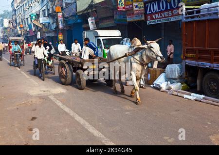 Delhi, Inde - 9 novembre 2011: Transport de chariot de boeuf tôt le matin à Delhi, Inde. Le tableau de boeuf est un transport de fret commun dans le narr Banque D'Images