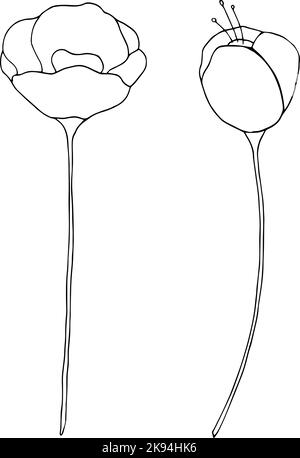 Icône de fleur de pavot. Lignes noires dessinées à la main éléments floraux isolés sur blanc. Dessin floral à contour d'une ligne. Illustration vectorielle Illustration de Vecteur
