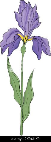 Iris sur fond blanc. Illustration vectorielle dessinée à la main. Fleur isolée Illustration de Vecteur