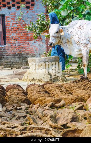 VARANASI, INDE - OCT 11: Femme à sa ferme avec des gâteaux de poule de vache et sa vache sur 11 octobre 2011 à Varanasi, Inde. Les femmes jouent un rôle distinctif dans le rur Banque D'Images