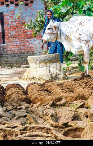 VARANASI, INDE - OCT 11: Femme à sa ferme avec des gâteaux de poule de vache et sa vache sur 11 octobre 2011 à Varanasi, Inde. Les femmes jouent un rôle distinctif dans le rur Banque D'Images