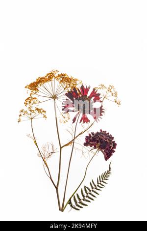 Fleurs de Helenium et de Dill pressées en rouge isolées sur un fond blanc. Banque D'Images