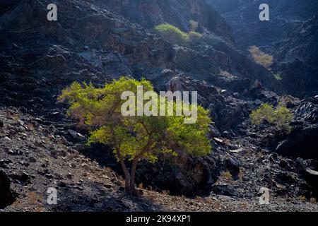 Vue magnifique sur les montagnes et les roches fossiles depuis les Émirats arabes Unis, au lever du soleil tôt le matin Banque D'Images