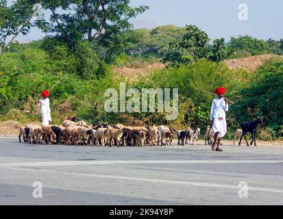 Pushkar, Inde - 22 octobre 2012: goatherd se déplace avec ses chèvres au prochain terrain près de Pushkar, Inde. Les chèvres sont la source principale pour gagner de l'argent Banque D'Images