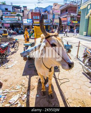 Bikaner, Inde - 24 octobre 2012: Transport de chariot de boeuf dans une rue à Bikaner, Inde. Les Oxes sont encore importants pour le transport gratuit même dans TH Banque D'Images
