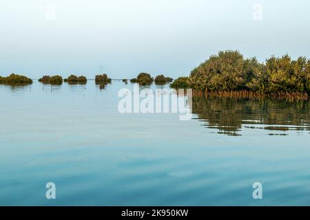 Mangroves d'Umm Al Quaiwan, eau Banque D'Images