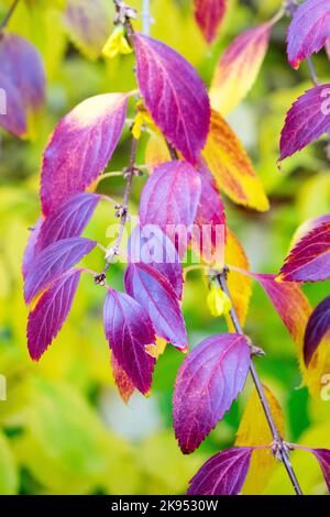 Feuilles d'automne de buisson de forsythia sur branches, arbustes, coloré, décidus, feuillage Banque D'Images