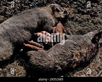 Un gros plan de la mère cochon nourrissant ses porcelets dans la boue. Banque D'Images