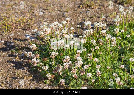 Trèfle blanc (Trifolium repens), floraison sur le gravelbed, Allemagne Banque D'Images