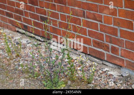 La moutarde à haies commune (Sisymbrium officinale) pousse dans un lit de gravier à côté d'un mur, en Allemagne Banque D'Images