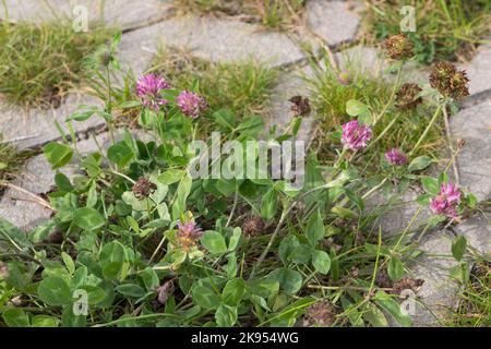 Trèfle rouge (Trifolium pratense), pousse dans les trous de pavage, Allemagne Banque D'Images
