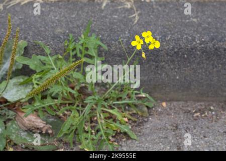 Roquette à parois, roquette à parois vivaces, roquette à feuilles de chaux (Diplotaxis tenuifolia), poussant sur un pavé, Allemagne Banque D'Images